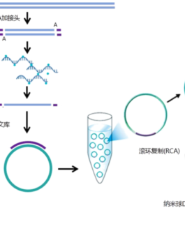 人類外顯子定序含分析10G/BGISEQ-500平台